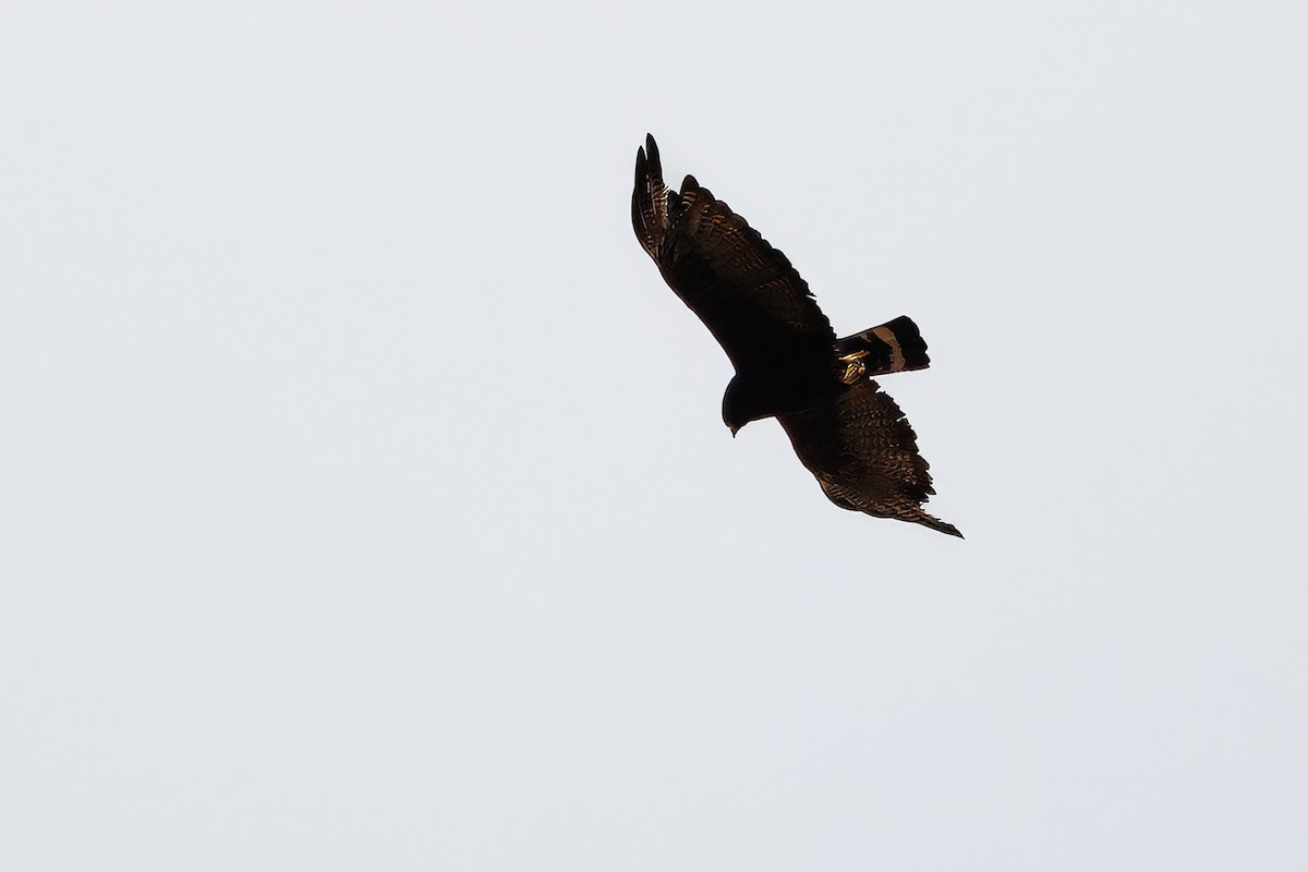 Zone-tailed Hawk - ML641537902