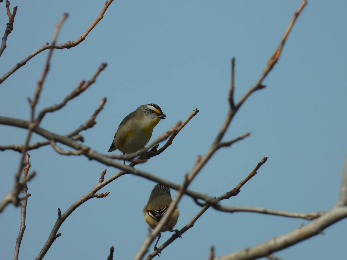 Striated Pardalote - ML641537903