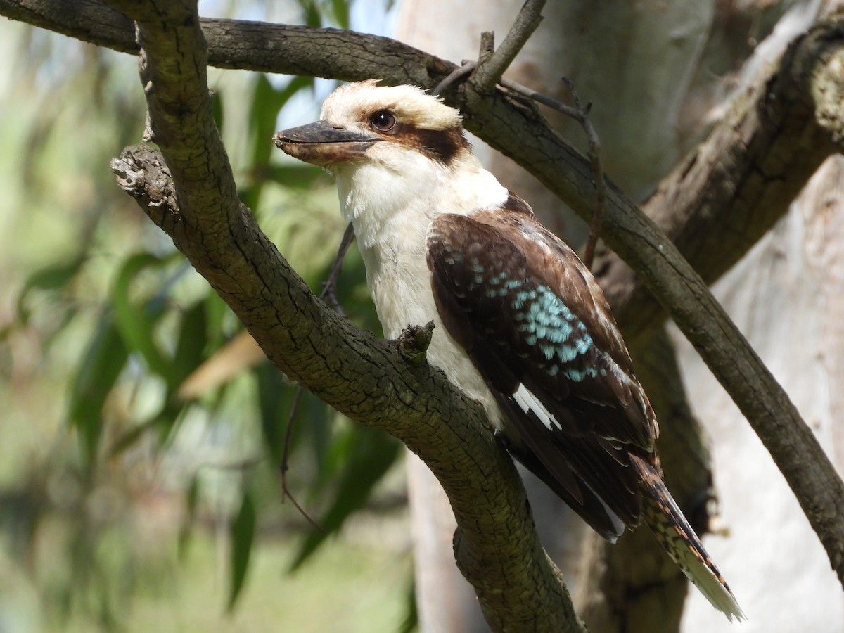 latterkokaburra - ML641537911