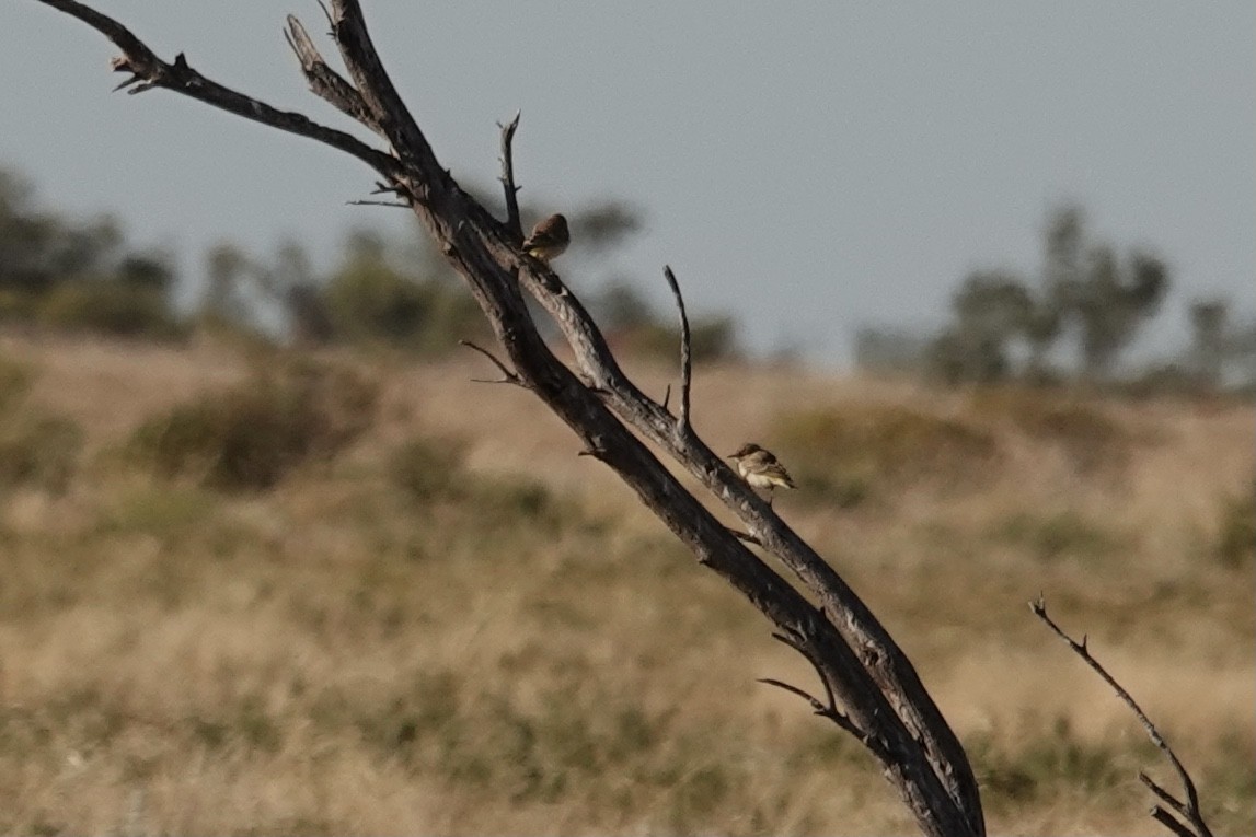 Orange Chat - ML641537937