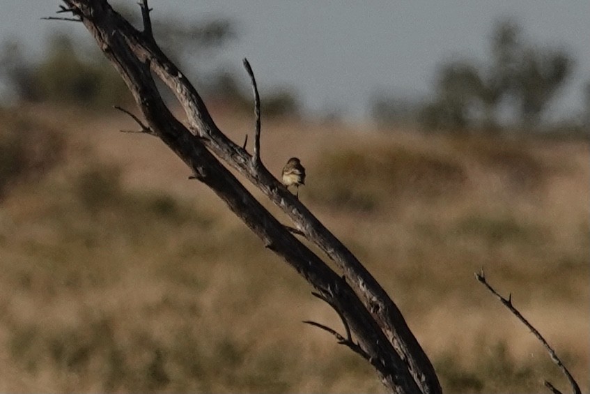 Orange Chat - ML641537938