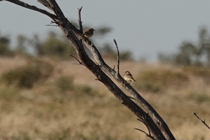 Orange Chat - ML641537939