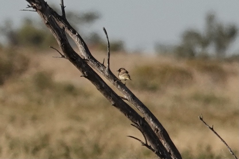Orange Chat - ML641537940