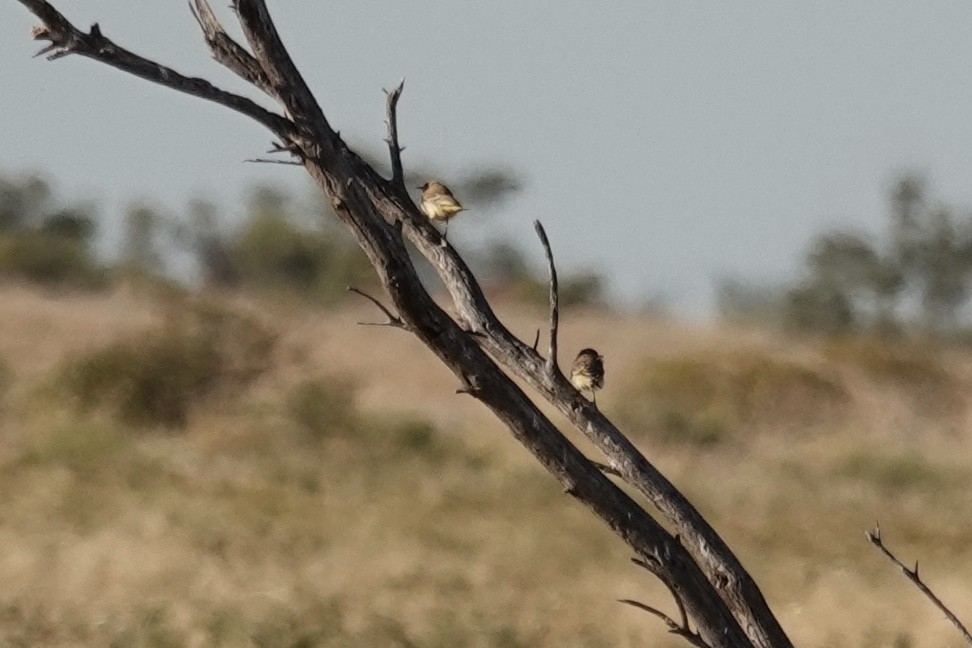 Orange Chat - ML641537941