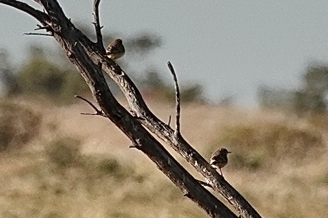 Orange Chat - ML641537942