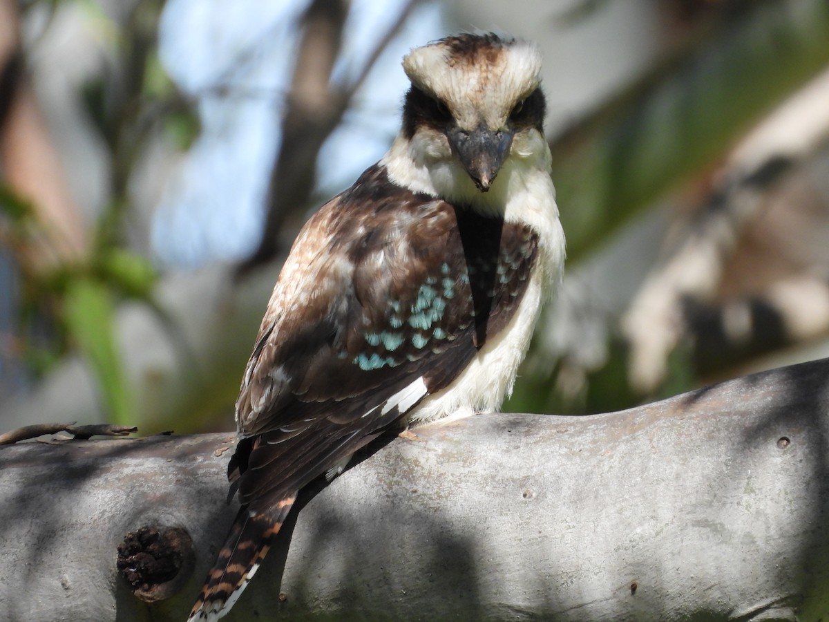 latterkokaburra - ML641537948