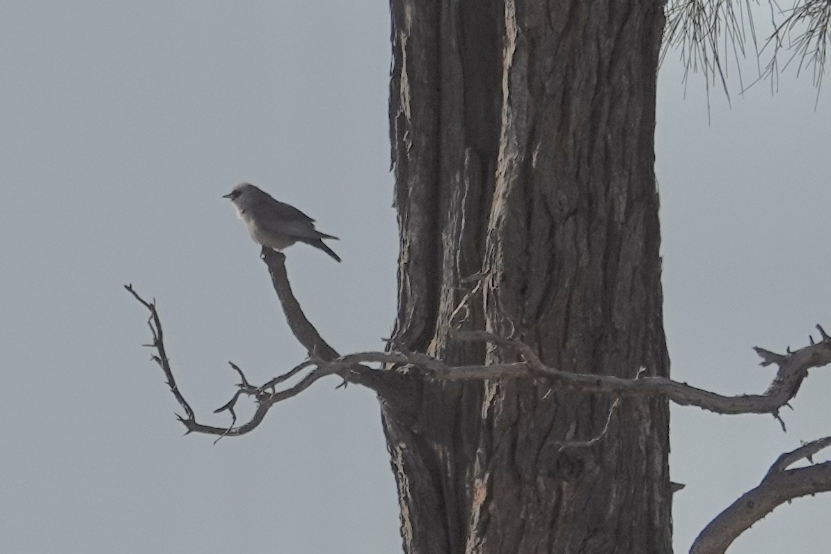 Black-faced Woodswallow - ML641537966