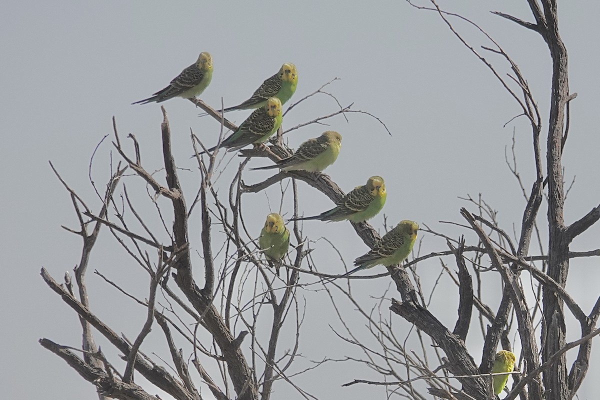 Budgerigar - ML641538000