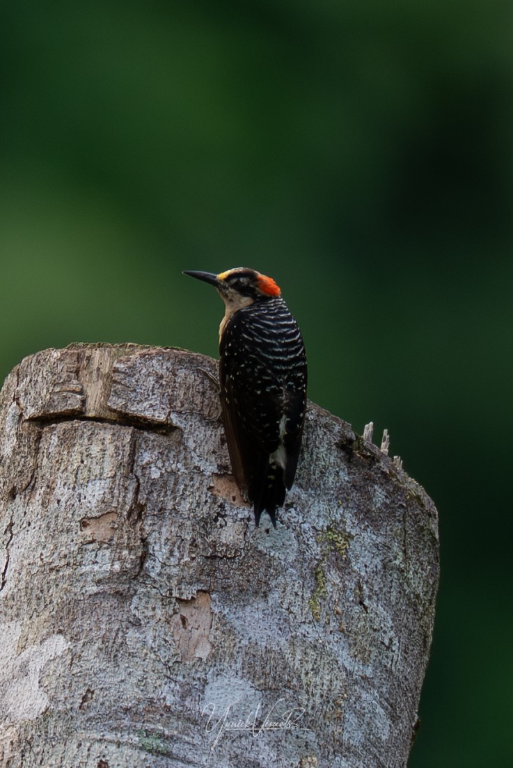 Black-cheeked Woodpecker - ML641538010