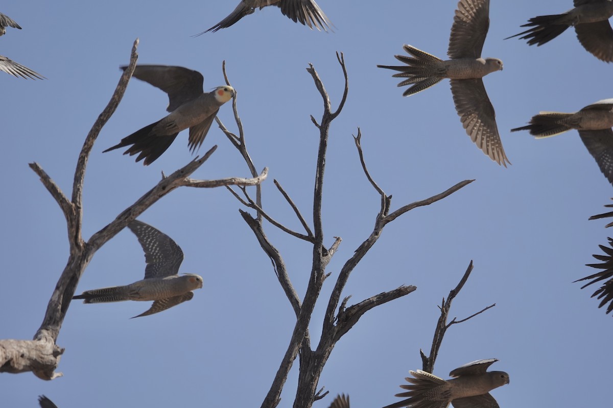 Cockatiel - ML641538013