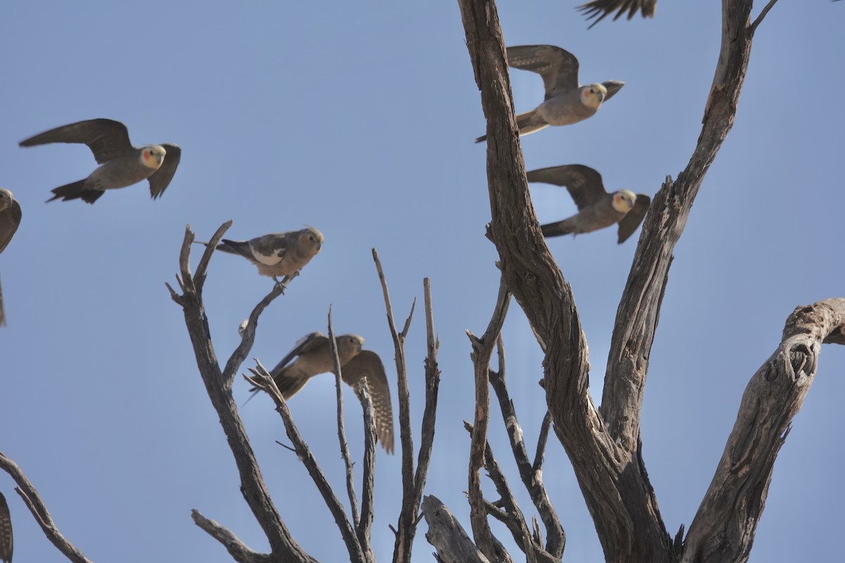 Cockatiel - ML641538014