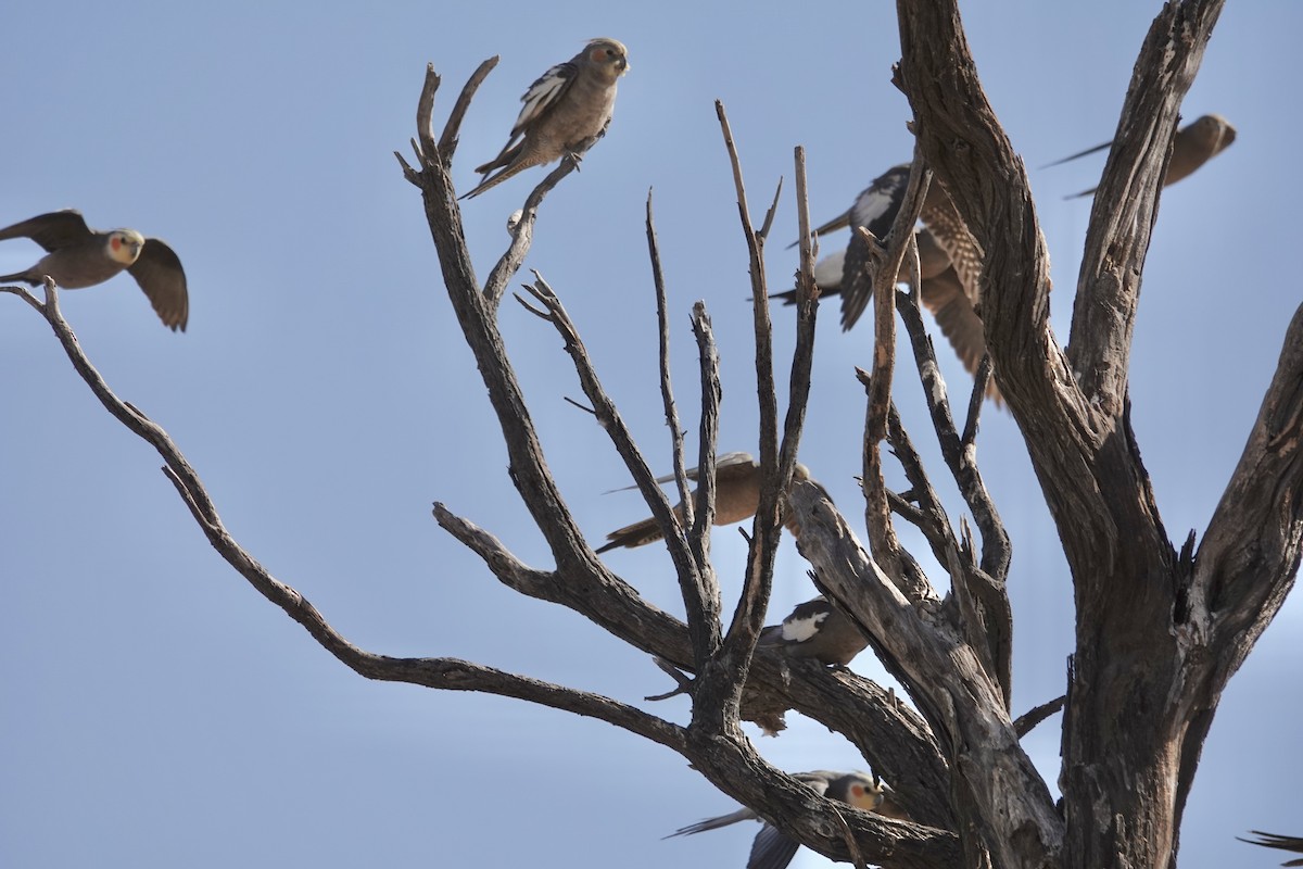 Cockatiel - ML641538015