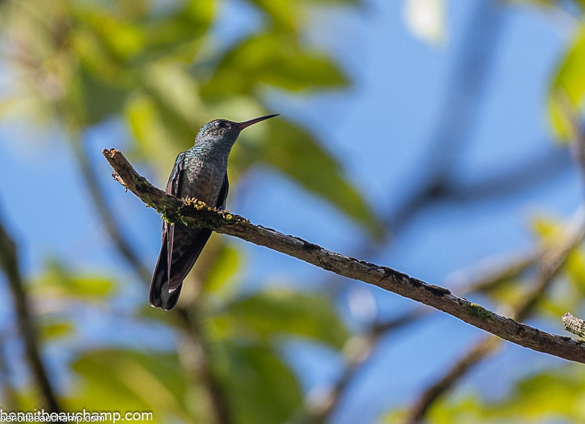 Scaly-breasted Hummingbird - ML641538031