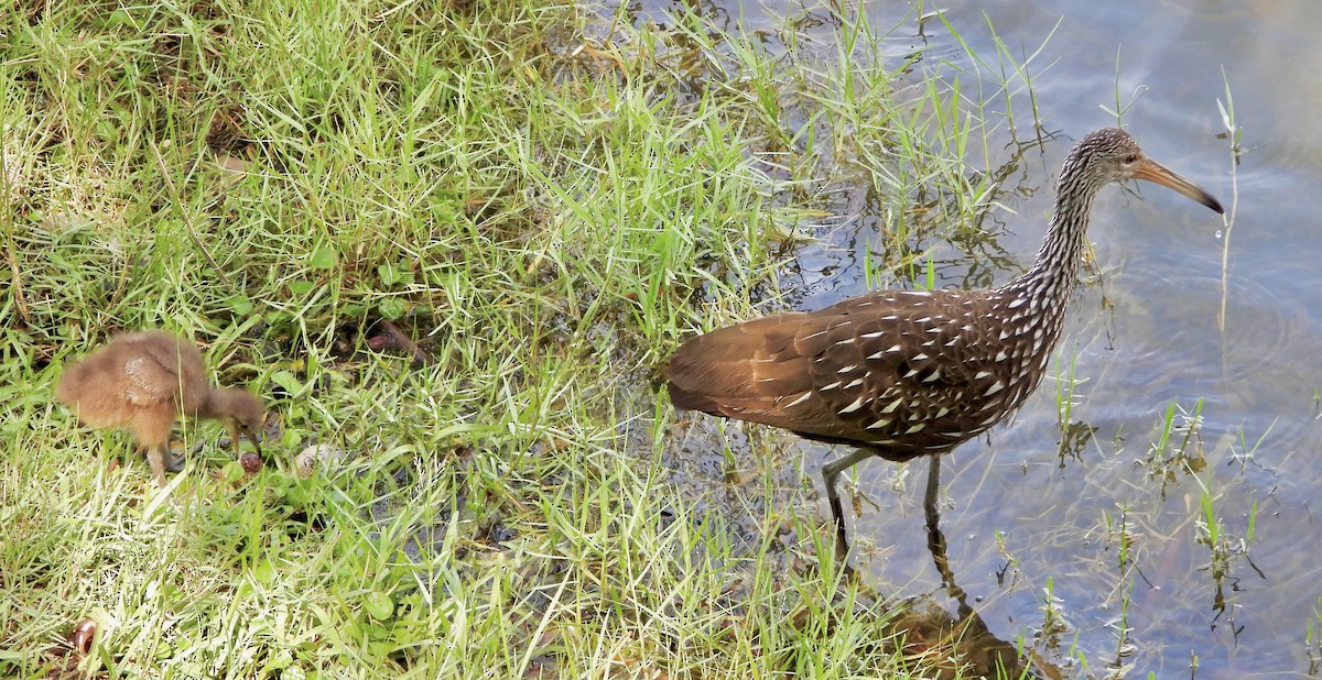 Limpkin - ML641538057