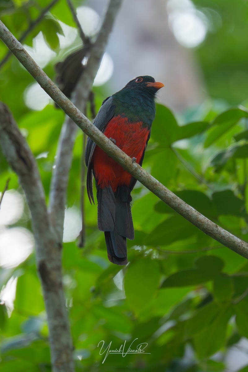 Slaty-tailed Trogon - ML641538064