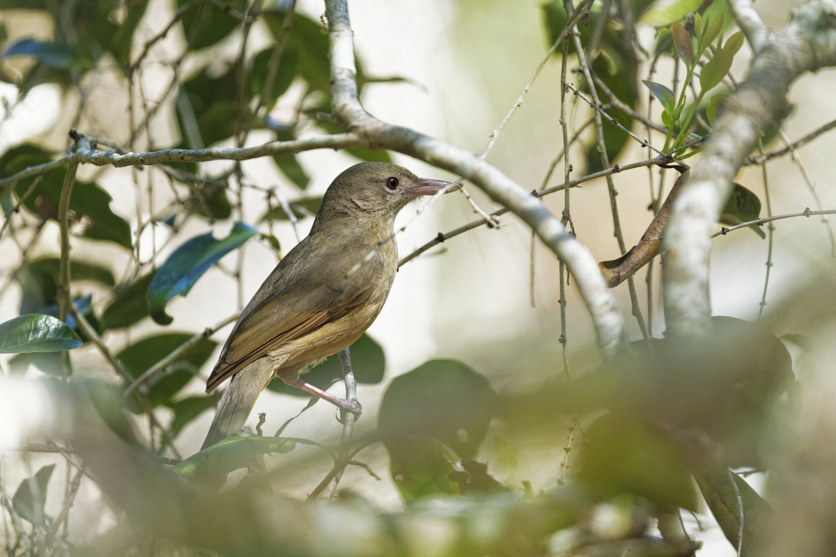 Rufous Shrikethrush - ML641538083