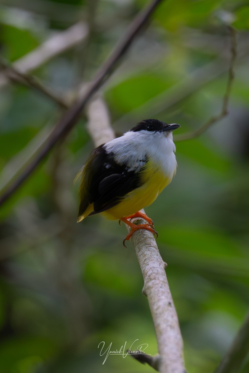 White-collared Manakin - ML641538085