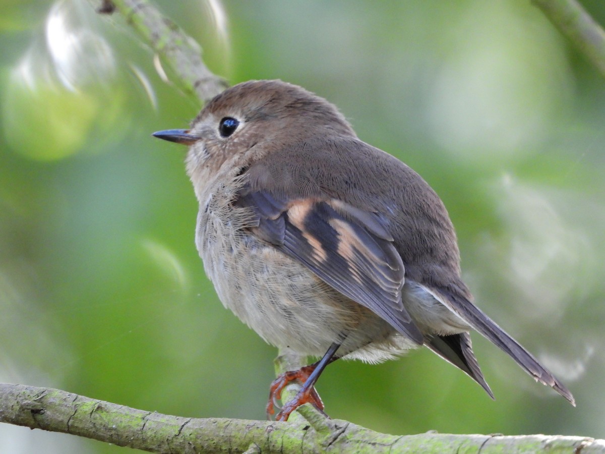 Pink Robin - ML641538100