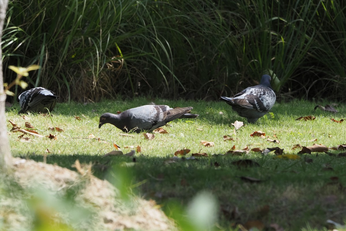 pigeon/dove sp. - ML641538101