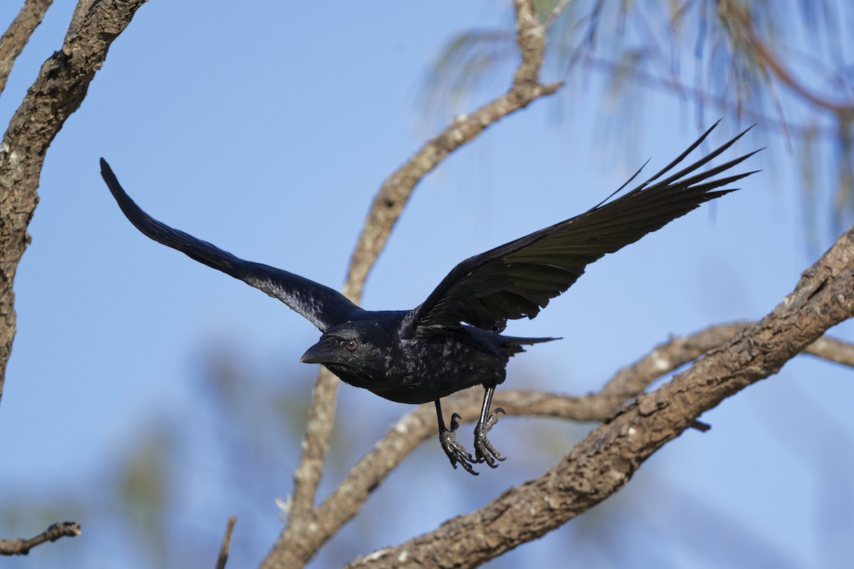 Torresian Crow - ML641538115