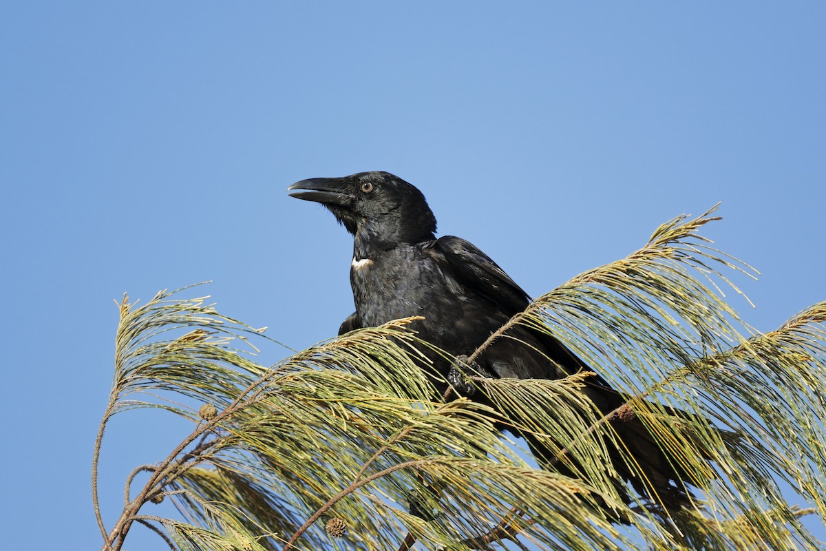 Torresian Crow - ML641538117