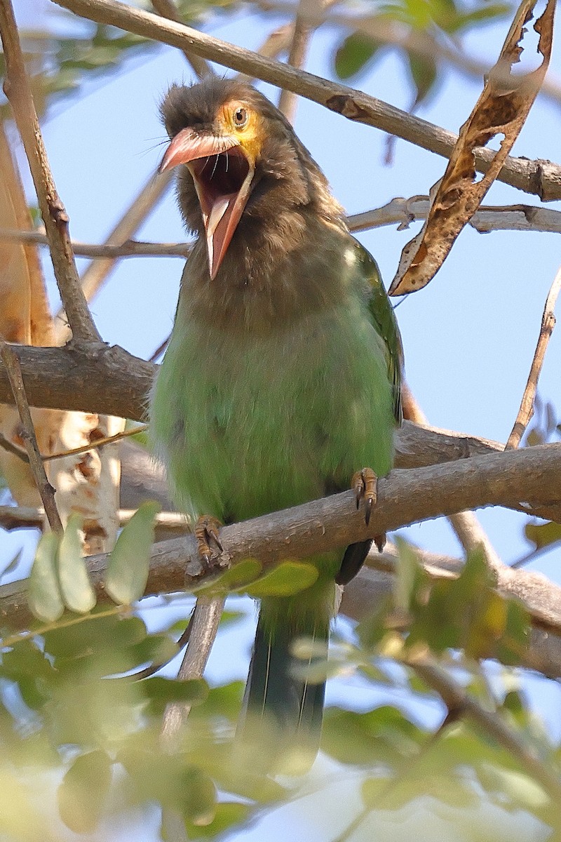 Brown-headed Barbet - ML641538119