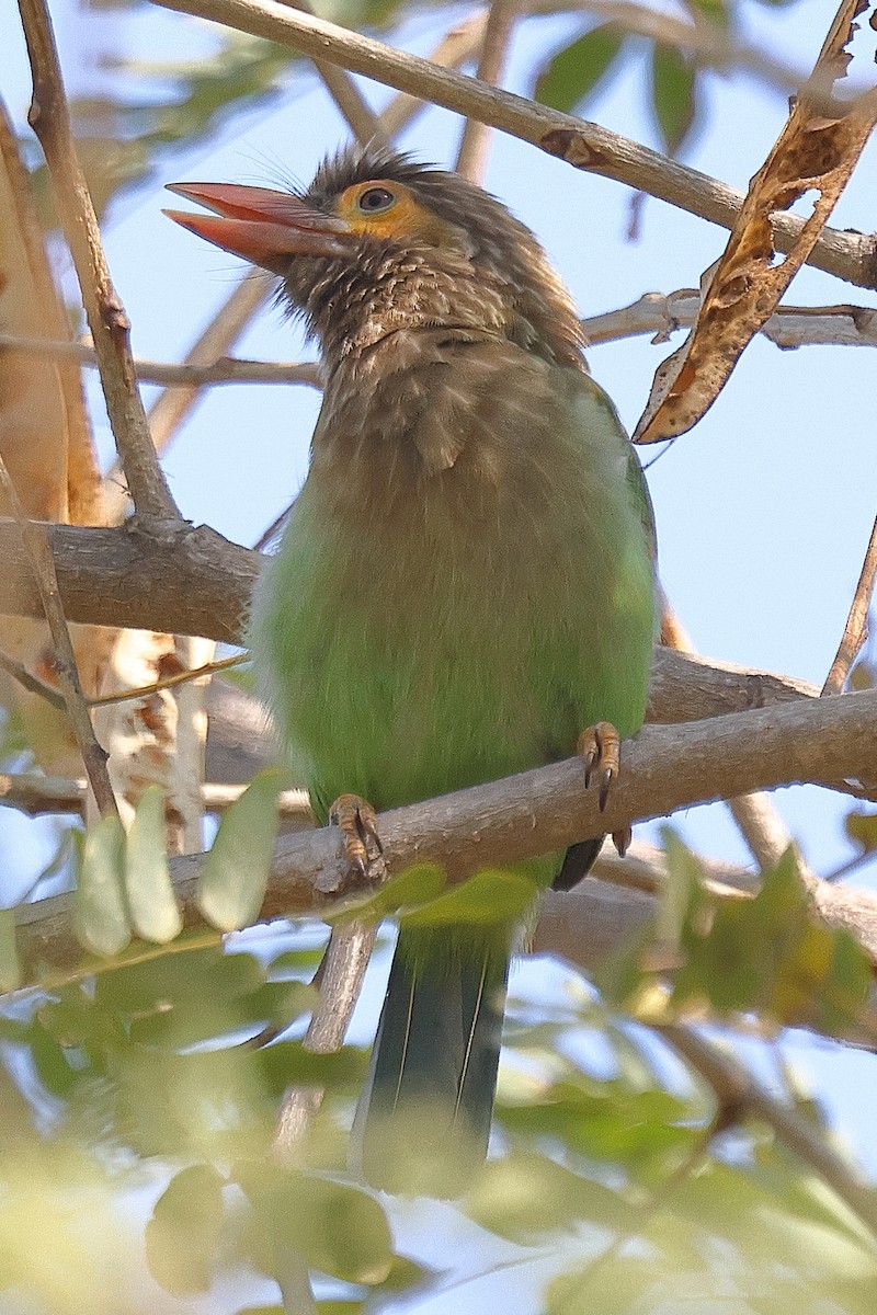 Brown-headed Barbet - ML641538120