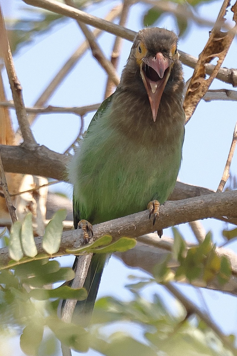 Brown-headed Barbet - ML641538121