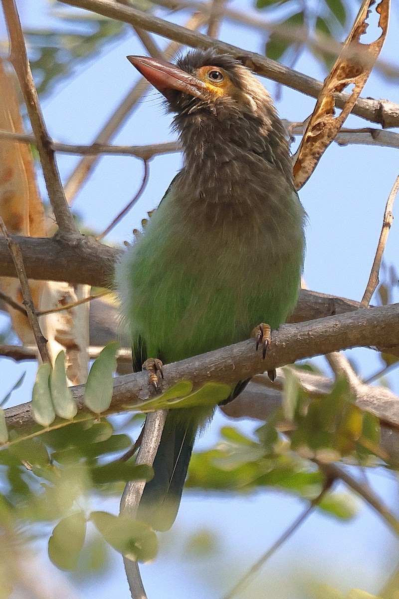 Brown-headed Barbet - ML641538124