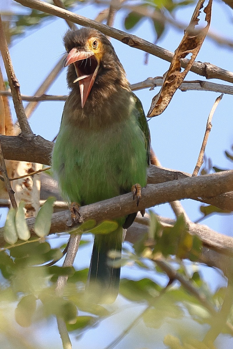 Brown-headed Barbet - ML641538125