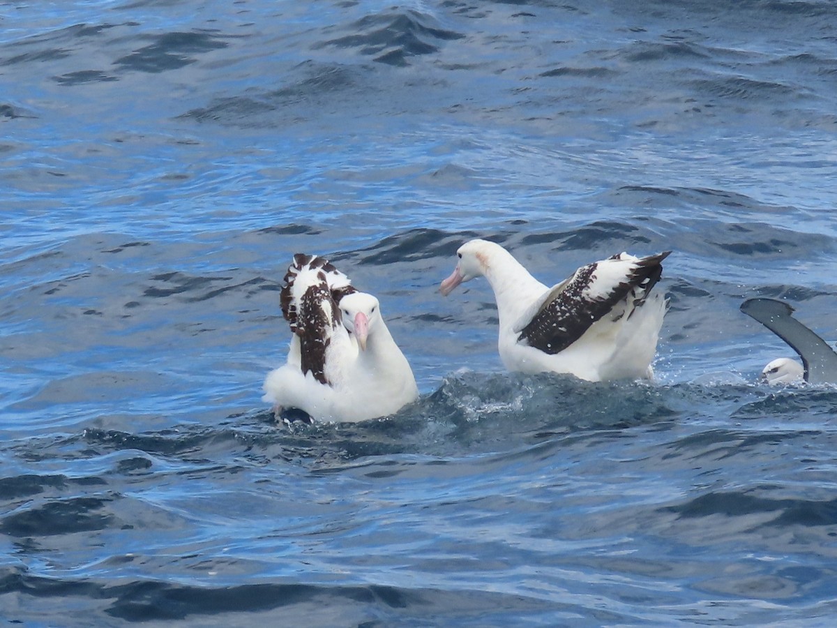 Antipodean Albatross (Gibson's) - ML641538165