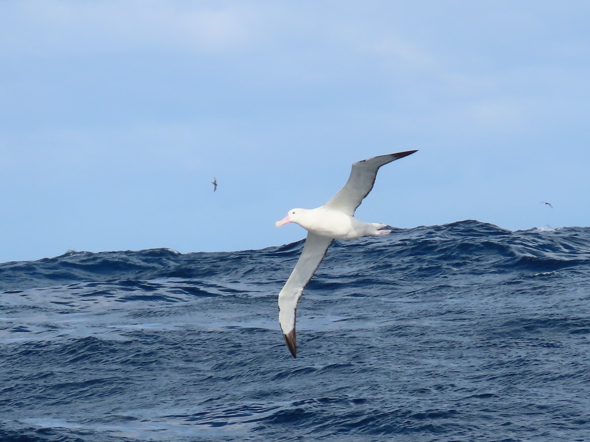 Antipodean Albatross (Gibson's) - ML641538166