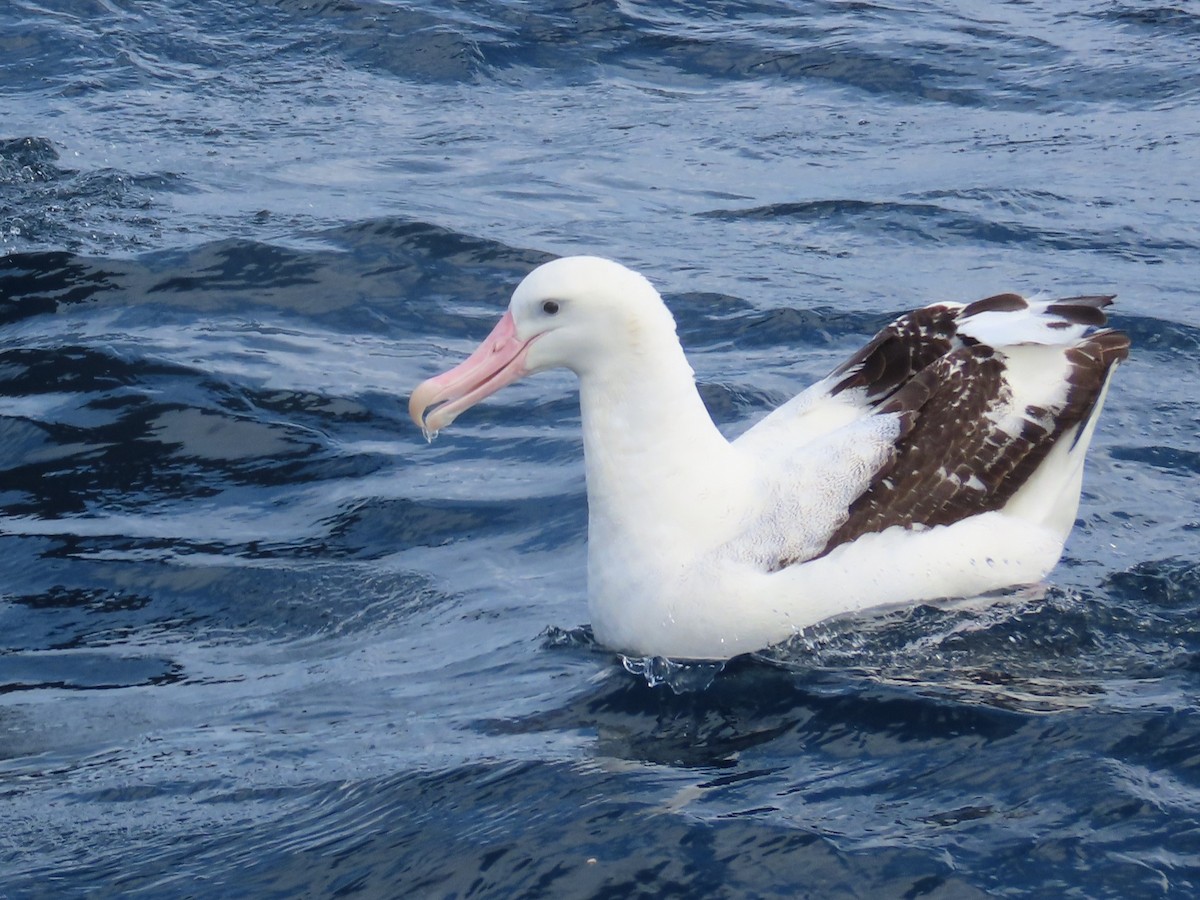 Antipodean Albatross (Gibson's) - ML641538167