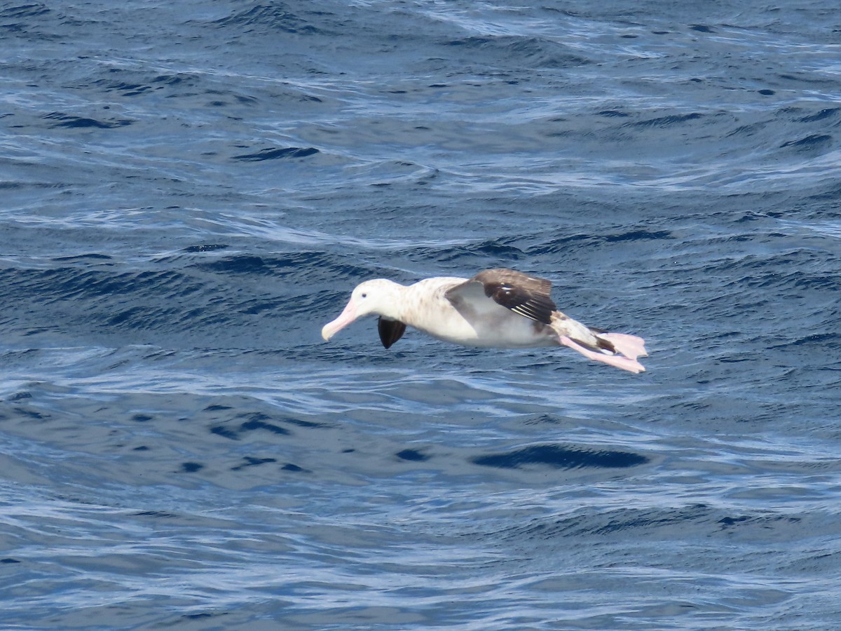 Albatros de las Antípodas (gibsoni) - ML641538168