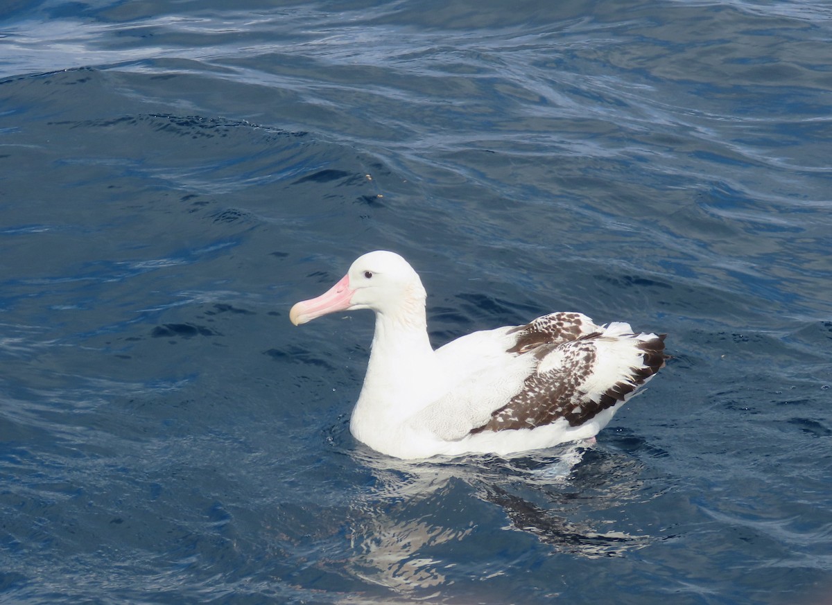 Albatros de las Antípodas (gibsoni) - ML641538169
