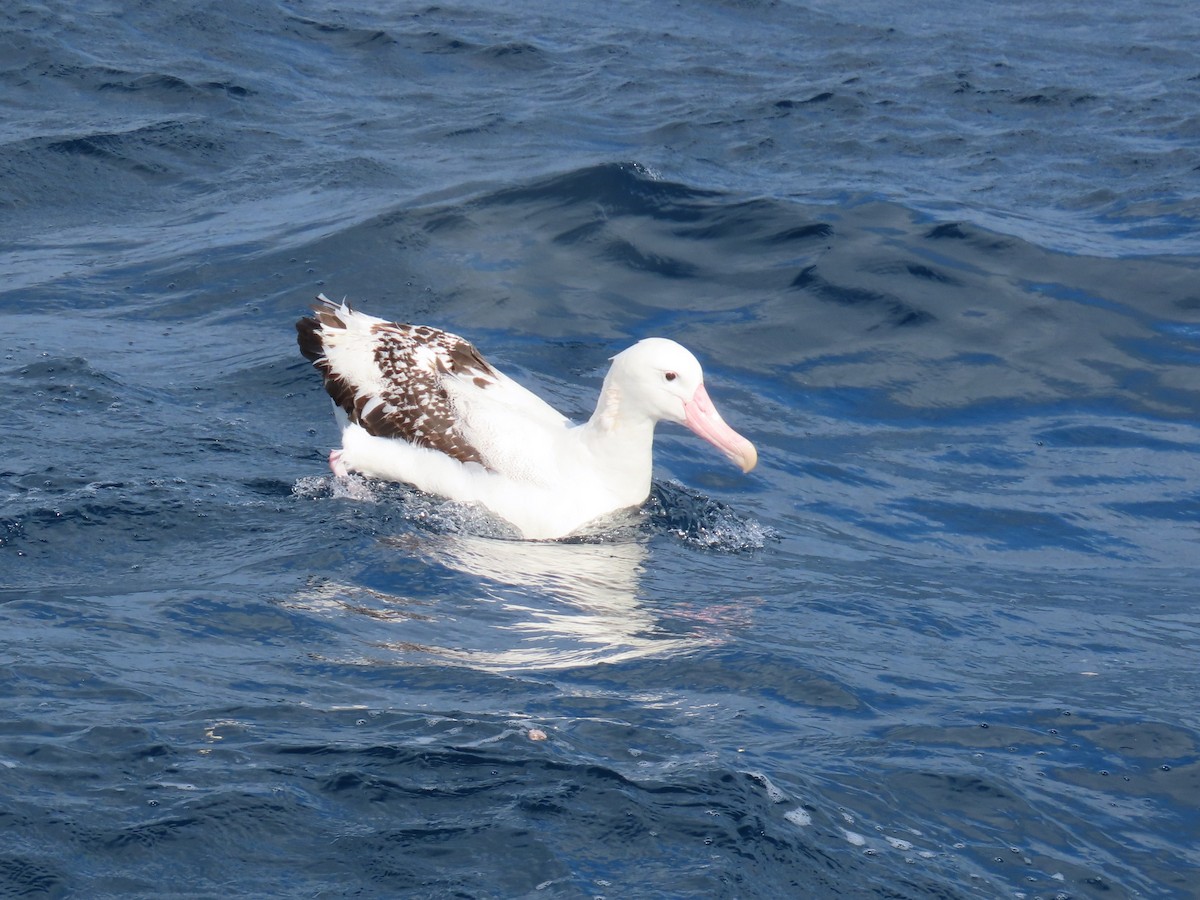 Albatros de las Antípodas (gibsoni) - ML641538170