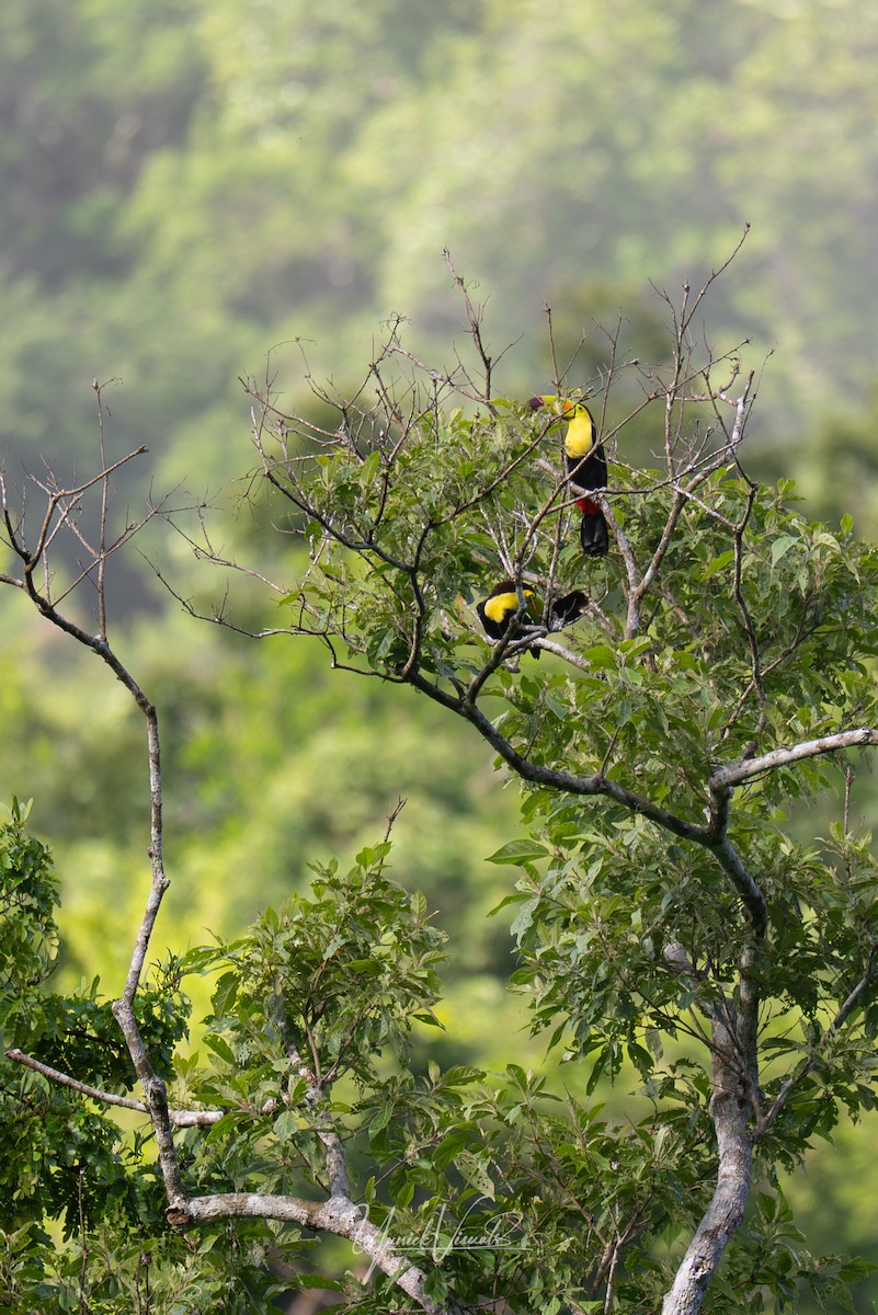 Keel-billed Toucan - ML641538180