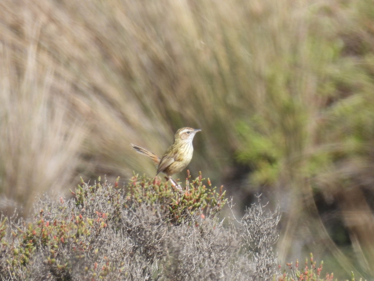 Striated Fieldwren - ML641538213