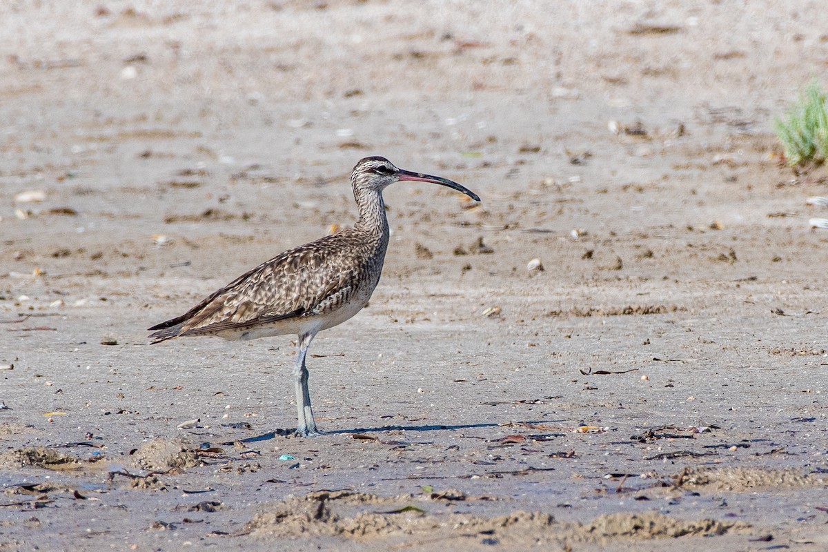 Hudsonian Whimbrel - ML641538250