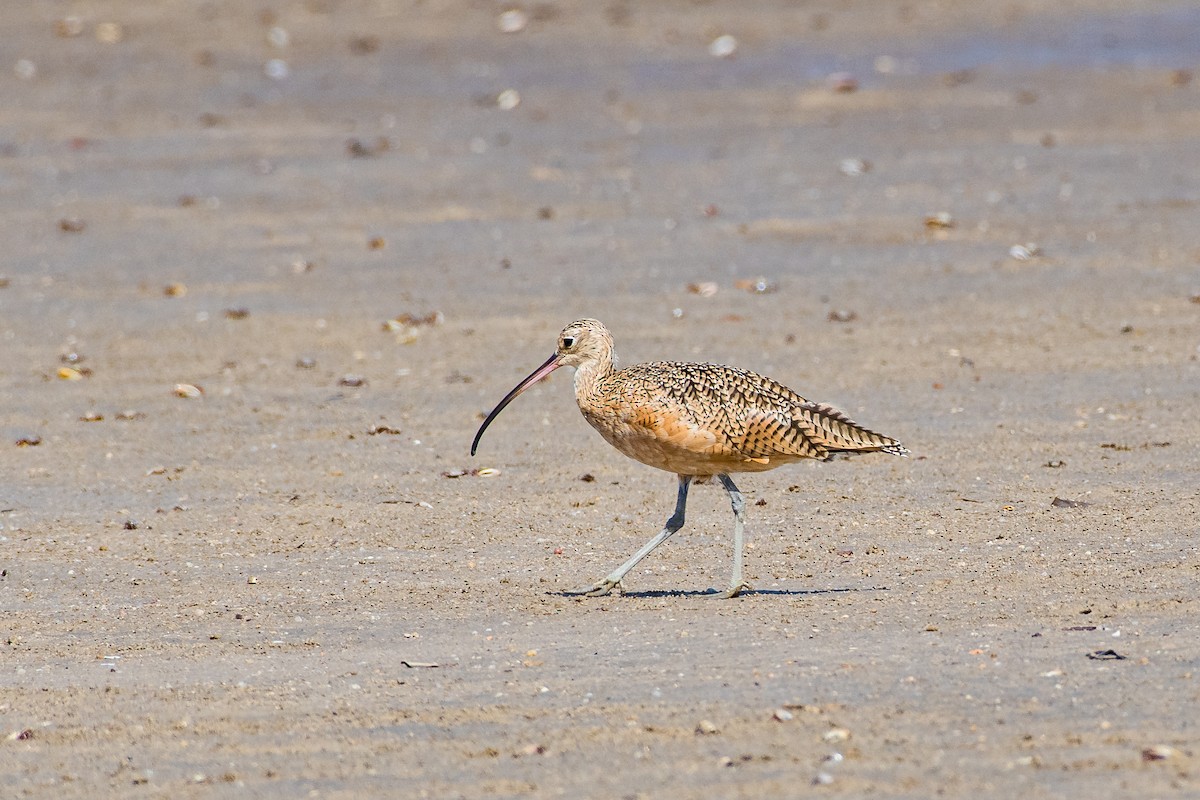 Long-billed Curlew - ML641538255