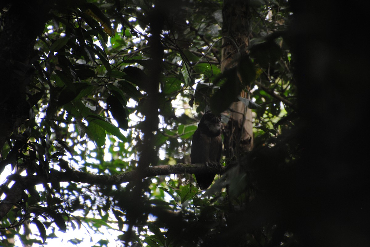 Spectacled Owl - ML641538297