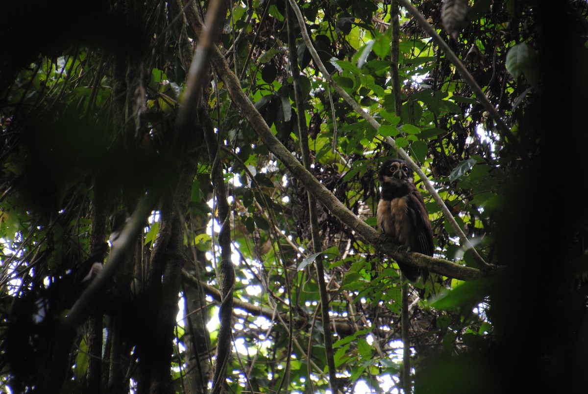 Spectacled Owl - ML641538298