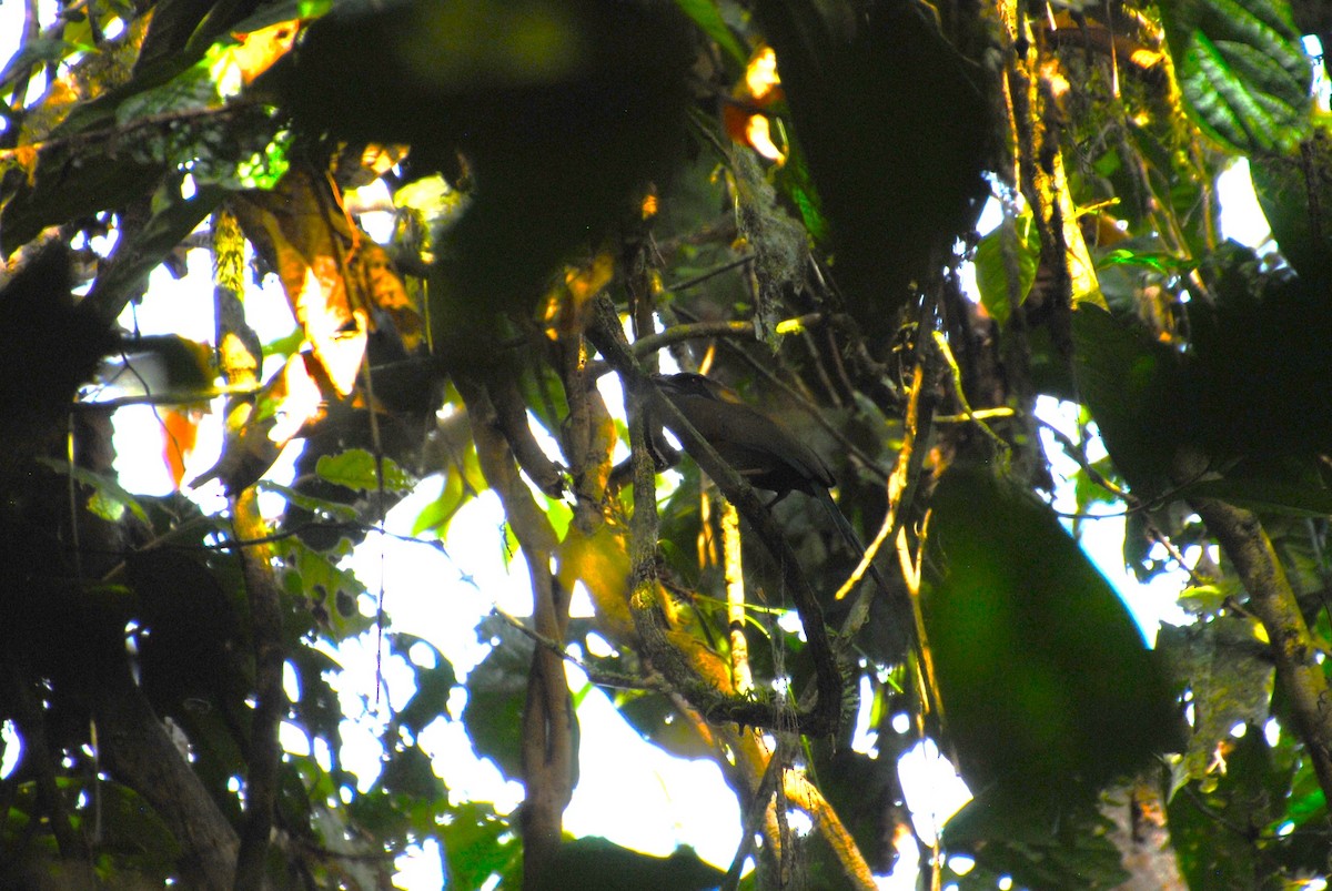 Whooping Motmot - ML641538305