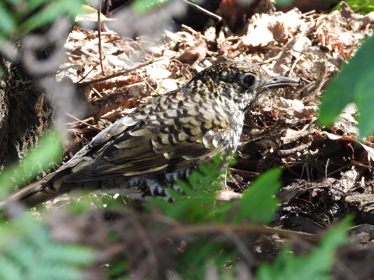Bassian Thrush - ML641538310