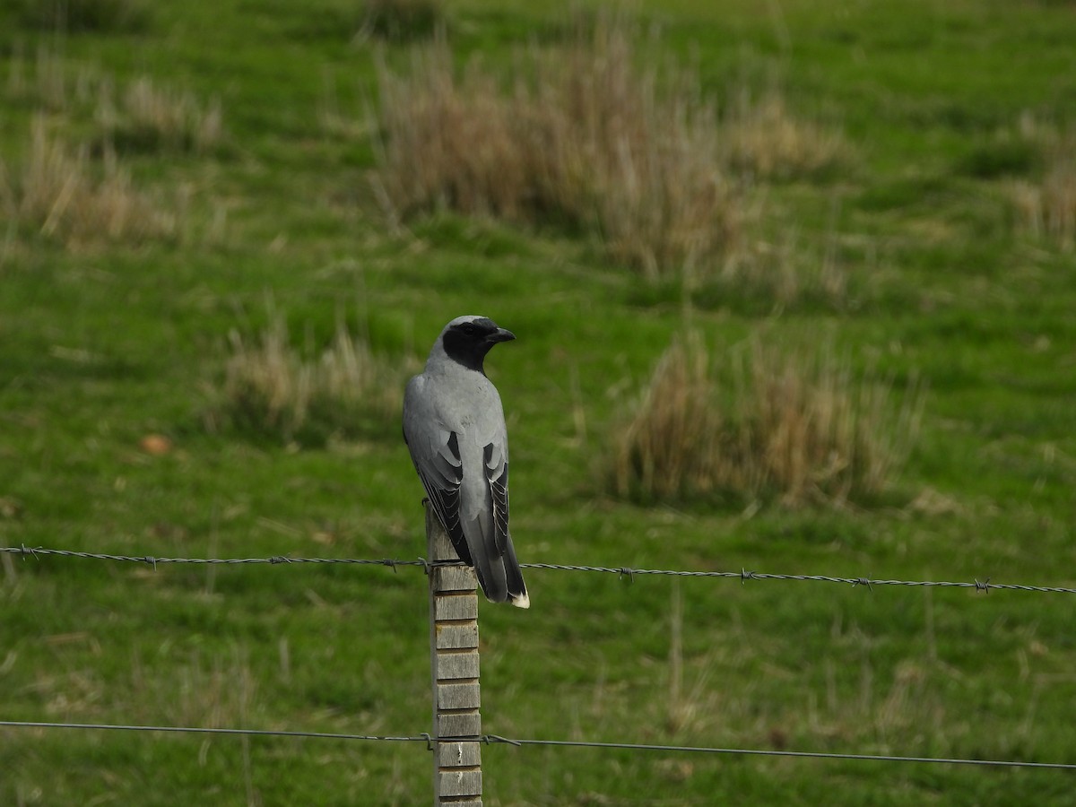 Black-faced Cuckooshrike - ML641538316