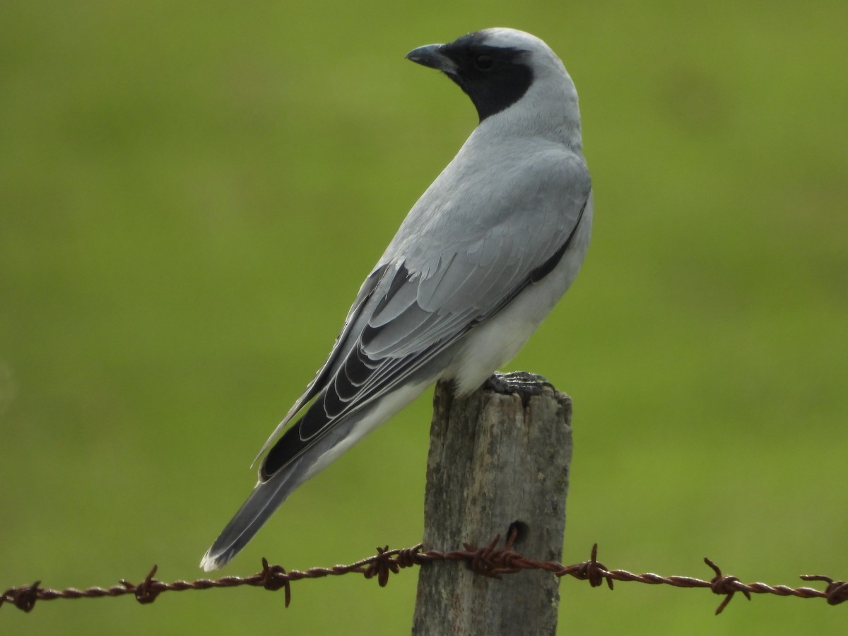 Black-faced Cuckooshrike - ML641538319
