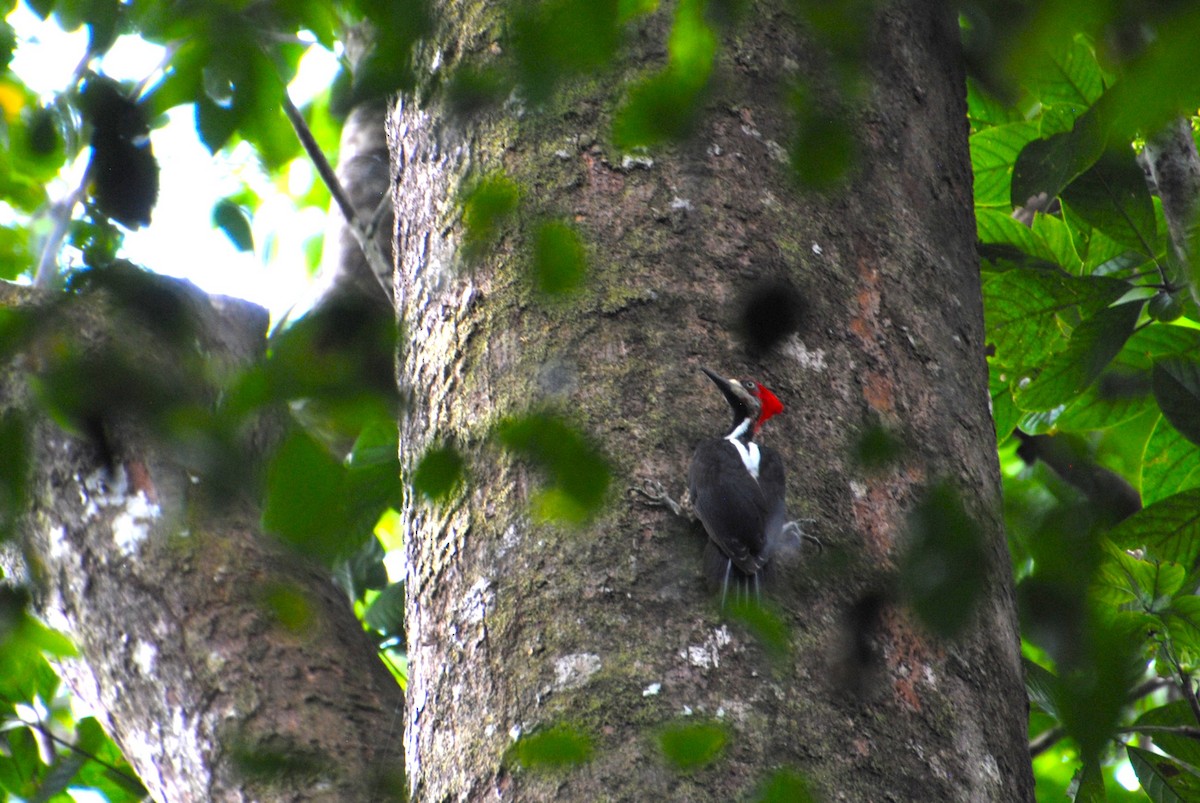 Crimson-crested Woodpecker - ML641538320