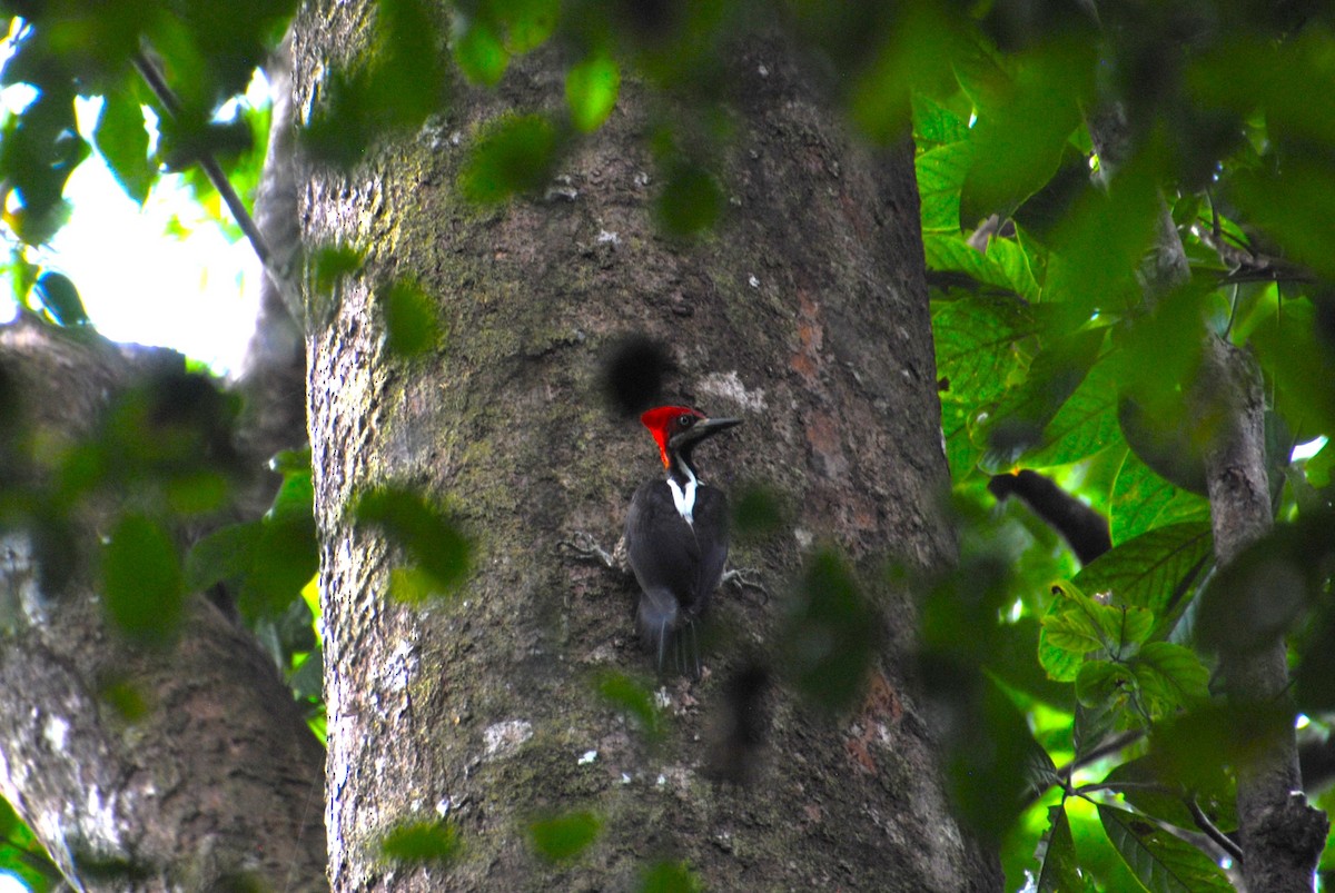 Crimson-crested Woodpecker - ML641538321