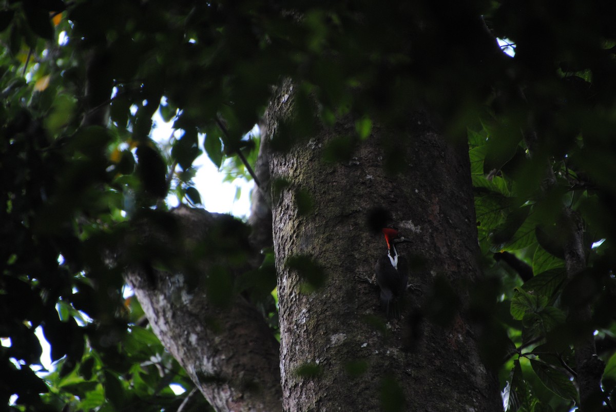 Crimson-crested Woodpecker - ML641538322
