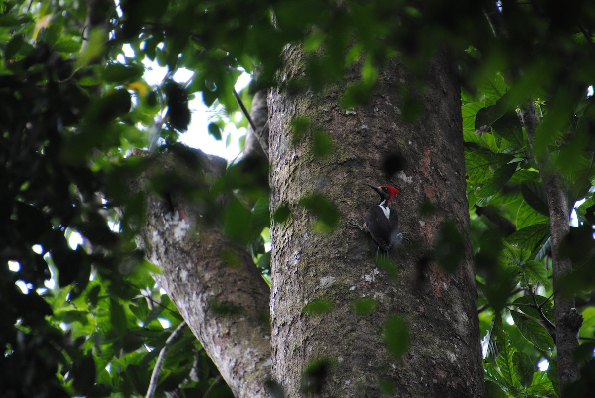 Crimson-crested Woodpecker - ML641538323